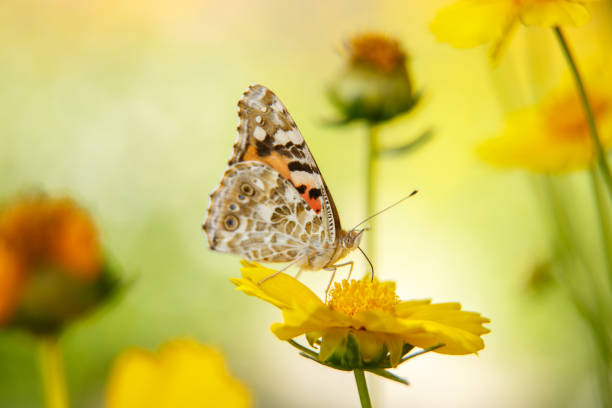 istock a beautiful butterfly drinks nectar from a yellow flower on a Sunny day . macrophotography. selective focus with a low depth 1149317361