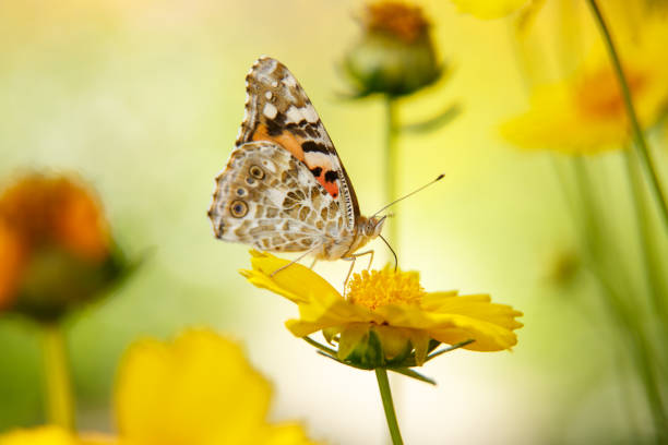 istock a beautiful butterfly drinks nectar from a yellow flower on a Sunny day . macrophotography. selective focus with a low depth 1149317362