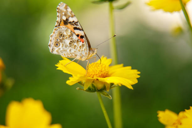 istock a beautiful butterfly drinks nectar from a yellow flower on a Sunny day . macrophotography. selective focus with a low depth 1149317368