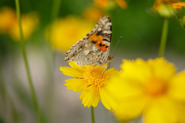 istock a beautiful butterfly drinks nectar from a yellow flower on a Sunny day . macrophotography. selective focus with a low depth 1149317370