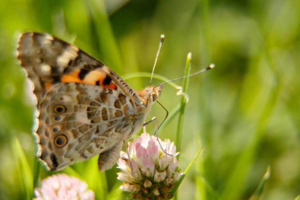 istock a beautiful butterfly drinks nectar from a pink flower on a Sunny day . macrophotography. selective focus with a small grip 1149317381