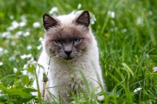 istock cat in a garden in the spring 1149318767