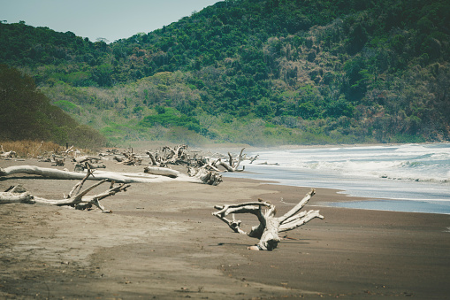 beautiful drift wood at camaronal beach near samara, pacific coastline, costa rica.
