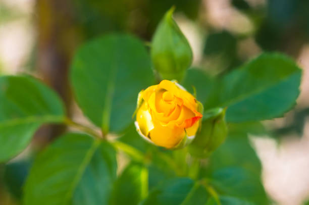 Rose Flower, Orange Beautiful Rose Flower In The Garden