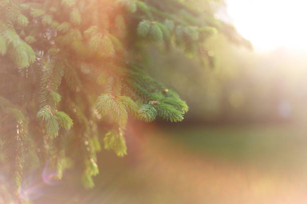 Beautiful spring natural background. Fluffy fir branches macro in the sun. Soft focus. Summer, spring concepts. Copy space. Template for design
