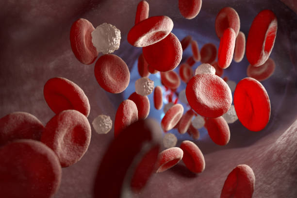 glóbulos rojos y blancos y en la vena - human white blood cell fotografías e imágenes de stock