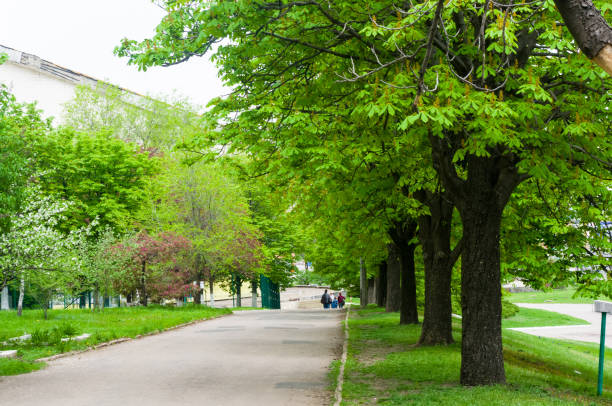 istock spring city Park - blooming flower and trees, bright green grass 1149322246