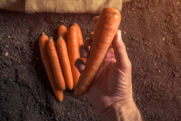Hand holding harvested carrot root vegetable, harvested organic homegrown produce