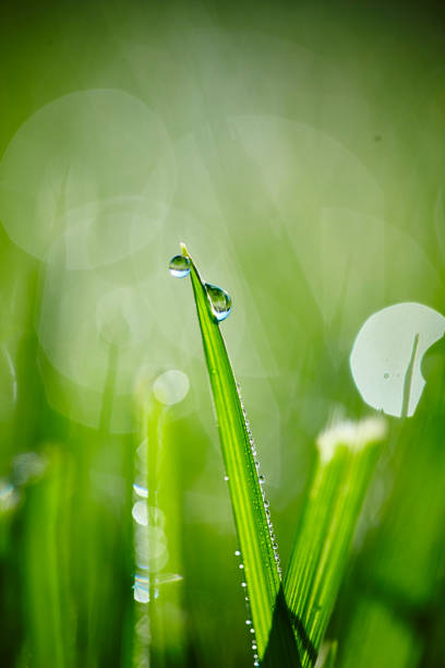istock Morning Dew on Blades of Grass 1149323106