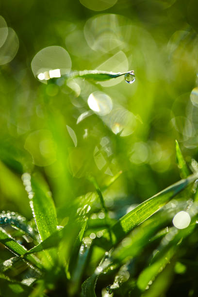 istock Morning Dew on Blades of Grass 1149323275