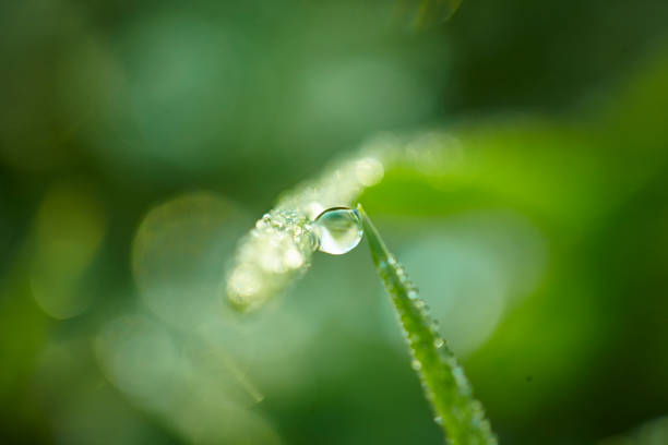 istock Morning Dew on Blades of Grass 1149323423