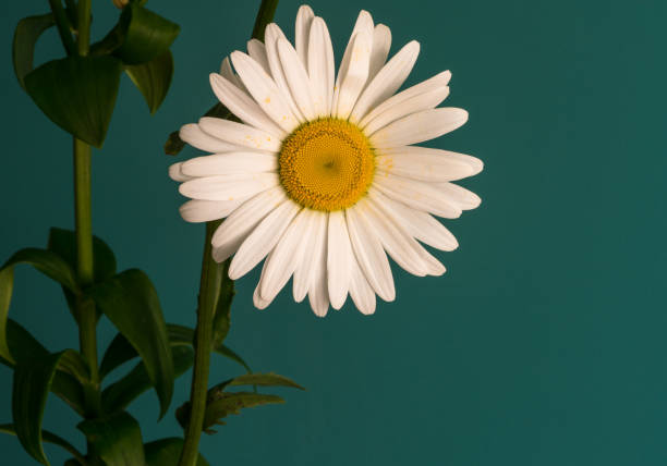 istock daisy flower on a beautiful background 1149323428