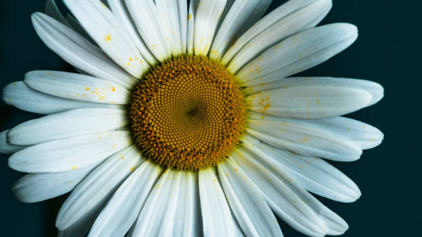 istock daisy flower on a beautiful background 1149323432