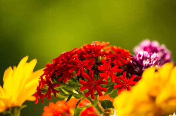 a colorful bouquet of bright spring flowers of various types, close-up