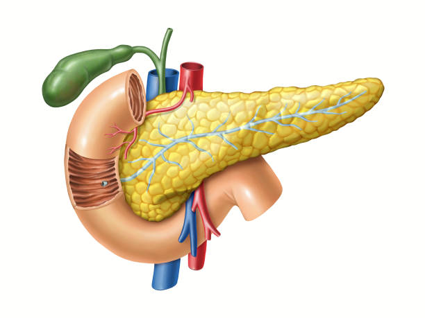 ilustraciones, imágenes clip art, dibujos animados e iconos de stock de la anatomía del páncreas - conducto partes del cuerpo