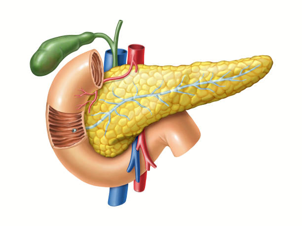 Pancreas anatomy Anatomy drawing showing the pancreas, duodenum, and gallbladder. Digital illustration blood and guts stock illustrations