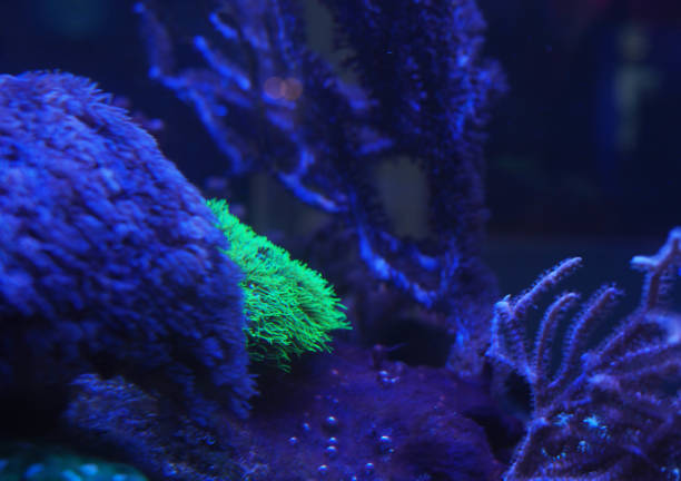 sea corals in blue water