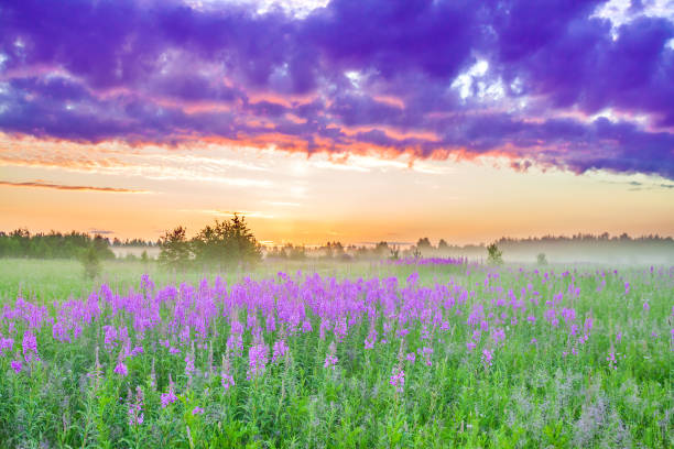 istock landscape with sunrise  and  blossoming meadow 1149327150
