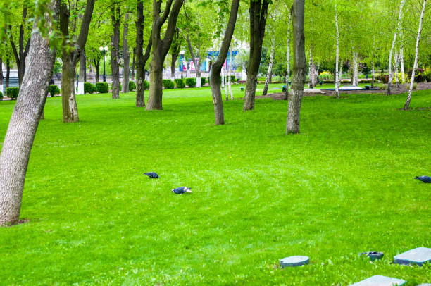 Gray pigeons in the Park in the spring