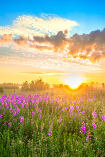 istock landscape with sunrise  and  blossoming meadow 1149328438
