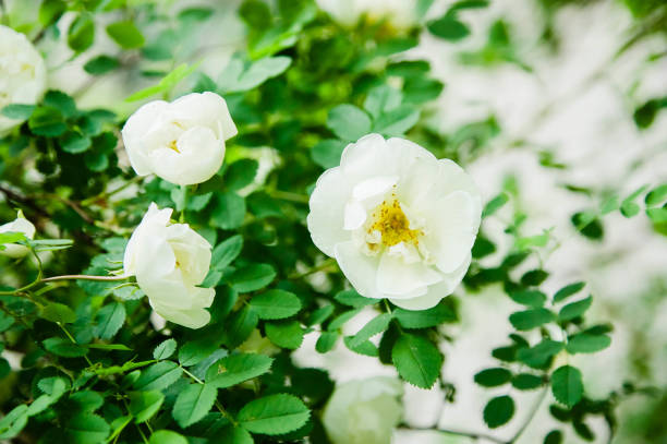 istock white flowers on the branches with green leaves 1149329267