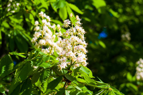 istock Flowering branches of chestnut Castanea sativa tree, and bright blue sky 1149329676