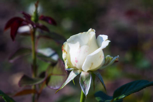 istock White Rose flower. Nature. close up, selective focus 1149330289