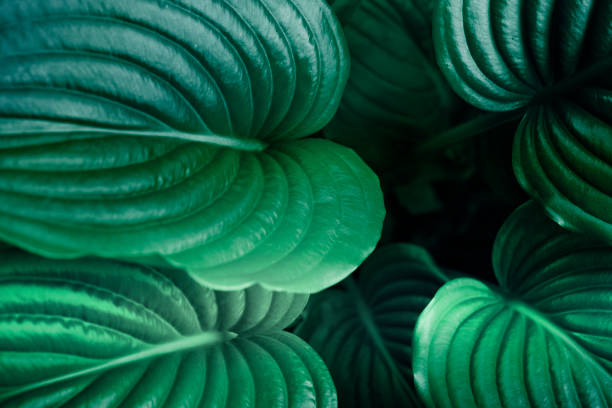 istock leaf, abstract green texture, nature background Green leaves pattern background 1149330349
