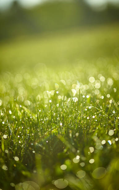 istock Morning Dew on Blades of Grass 1149332007
