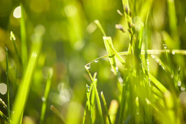 istock Morning Dew on Blades of Grass 1149332011