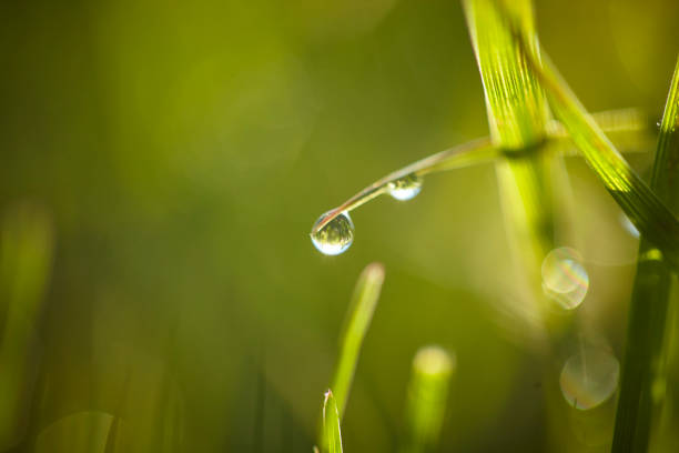 istock Morning Dew on Blades of Grass 1149332179