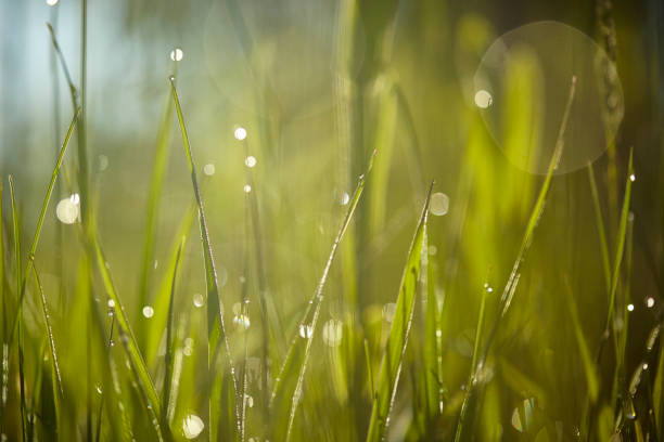 istock Morning Dew on Blades of Grass 1149332214