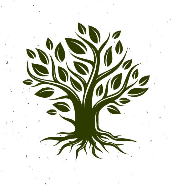 ilustrações de stock, clip art, desenhos animados e ícones de beautiful tree vector classic style drawing icon, perfect silhouette. - origins oak tree growth plant