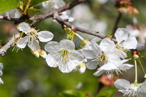 istock White flowers of cherry tree 1149333373