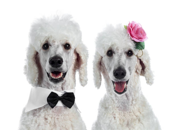 Head shot of 2 cute adult white King Poodles, sitting up looking towards camera. Isolated on white background. One wearing a black with white tuxedo collar / bow tie, the other one a pink rose.