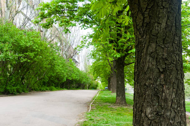 istock spring city Park - blooming flower and trees, bright green grass 1149335324