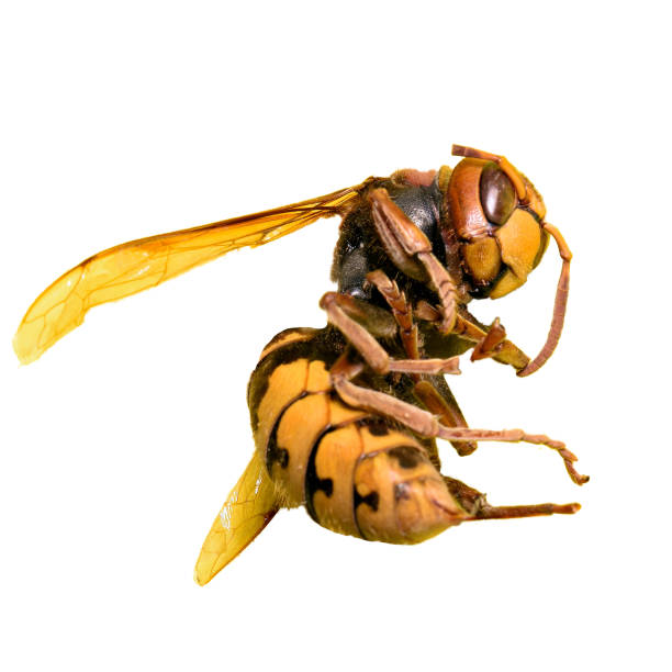 istock big hornet isolated on white background. macro photo 1149335618