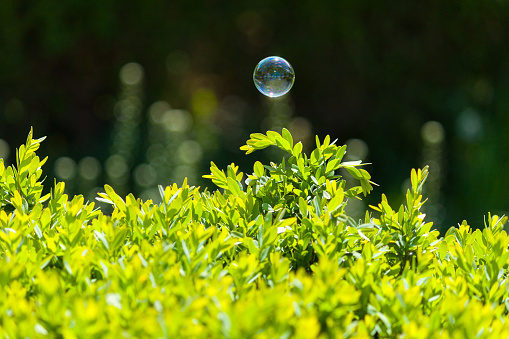 One soap bubble over green bush.