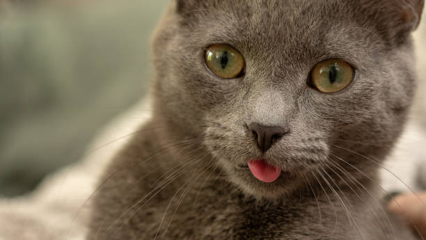 istock Kitten with tongue out 1149337302
