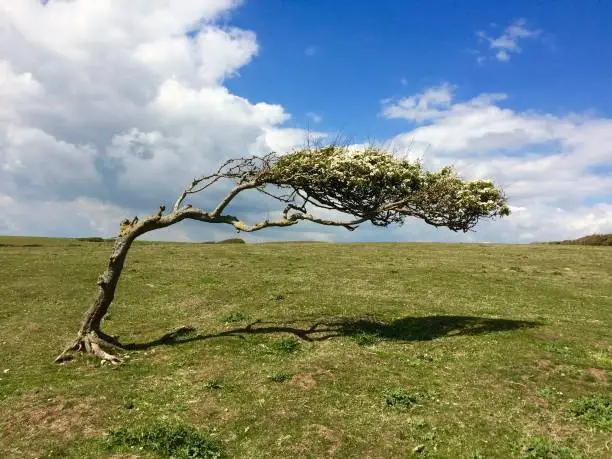 Photo of A colour photograph of a wind bent Hawthorn tree on an exposed hillside with a blue sky - landscape shot.