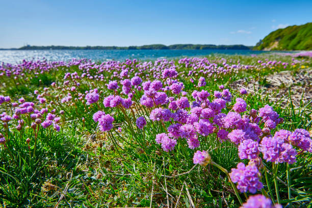 istock Danish coastline with pink flowers 1149338040