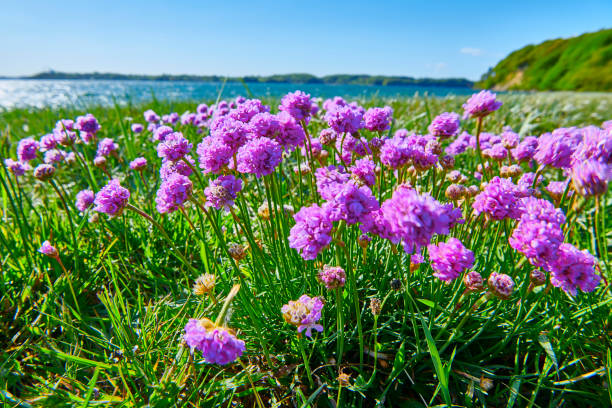 istock Danish coastline with pink flowers 1149338076