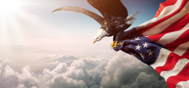 águila con bandera americana vuela en libertad - águila fotografías e imágenes de stock