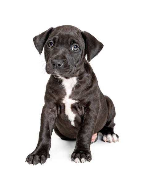 istock Cute Black Pit Bull Terrier Crossbreed Puppy 1149340713