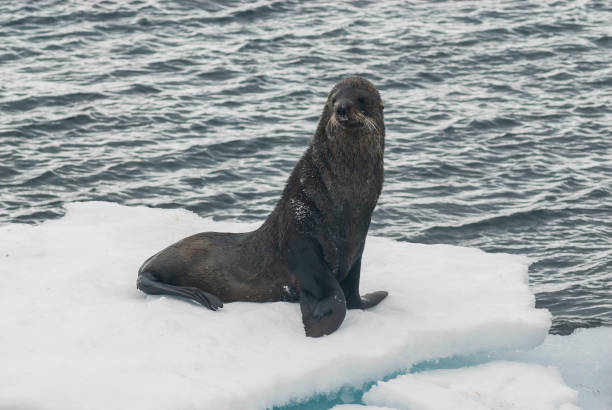 istock Sea Lion pup 1149341453
