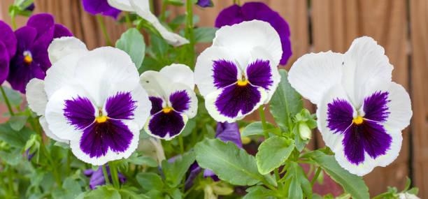 Purple and White Pansies