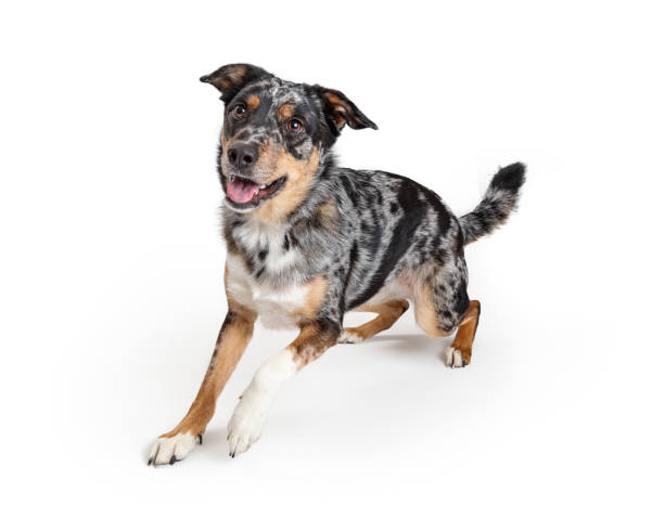 Active Australian Shepherd Crossbreed Dog Active playful young Australian Shepherd crossbreed dog rising up to run forward with happy smiling expression mongrel dog stock pictures, royalty-free photos & images