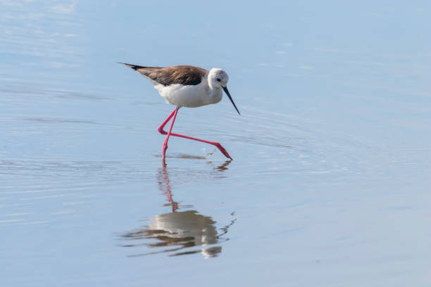 istock Black Winged Stilt in Shallow Water (Himantopus himantopus) 1149341875