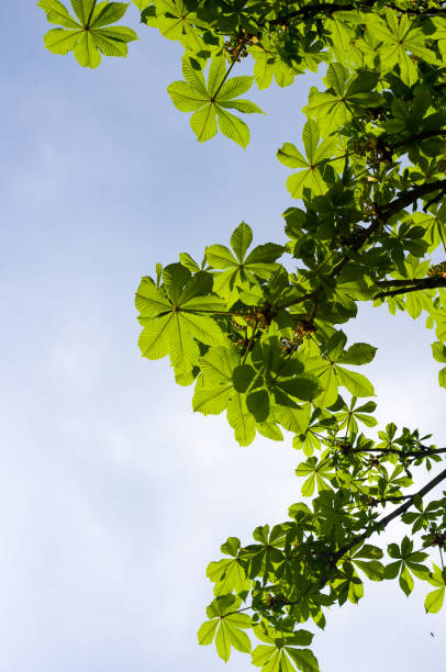 istock Flowering branches of chestnut Castanea sativa tree, and bright blue sky 1149341909