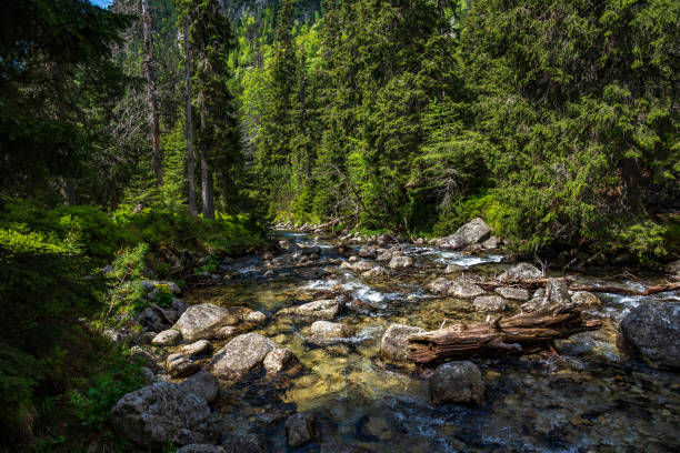 istock Rapid mountain river and coniferous alpine forest. 1149341980